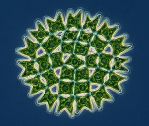 algae